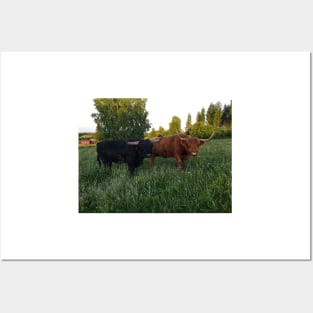 Scottish Highland Cattle Bull and Cow 2426 Posters and Art